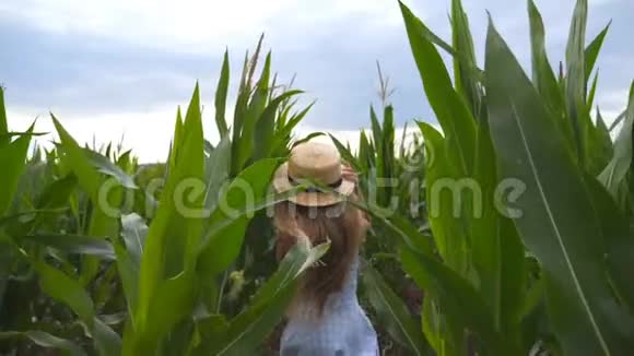 美丽的小女孩戴着草帽穿过玉米地转向相机微笑着快乐的小家伙视频的预览图