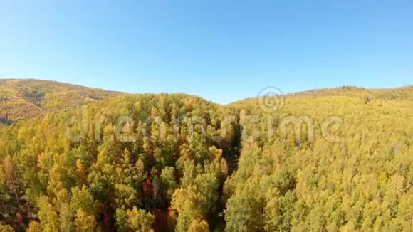 秋天的树林鸟的视野视频的预览图