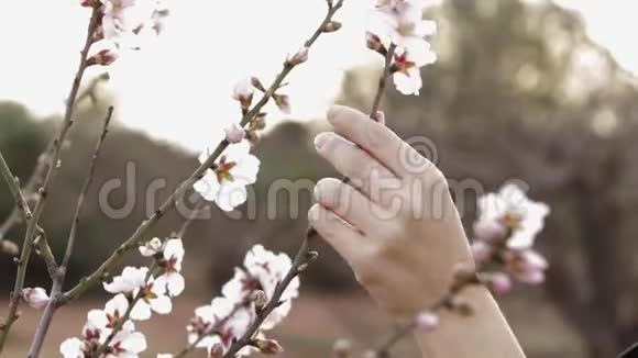 合上女人手触摸盛开的树樱桃视频的预览图