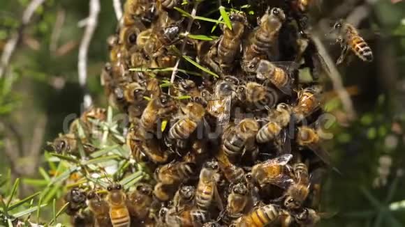成群结队的蜜蜂法国奥西塔尼视频的预览图