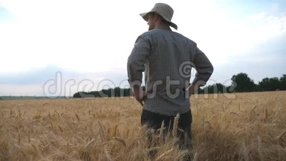 快乐的年轻农学家站在草甸上用手指着他的金色种植园男性农民看着视频的预览图