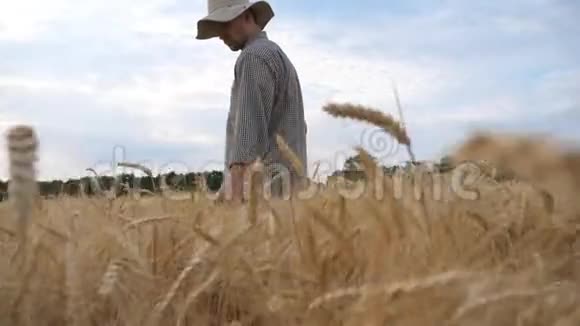 年轻的农学家漫步在大麦草地上抚摸着成熟的小穗在麦田里走过的男农视频的预览图