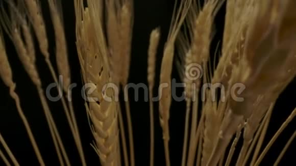 一束成熟的小麦小穗视频的预览图