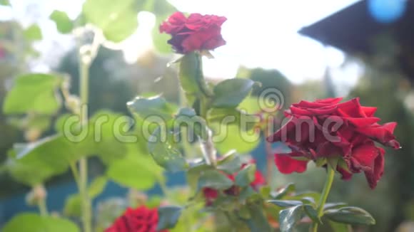 红玫瑰在明亮的阳光下视频的预览图