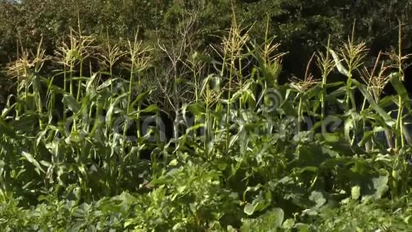 玉米茎和壁叶视频的预览图