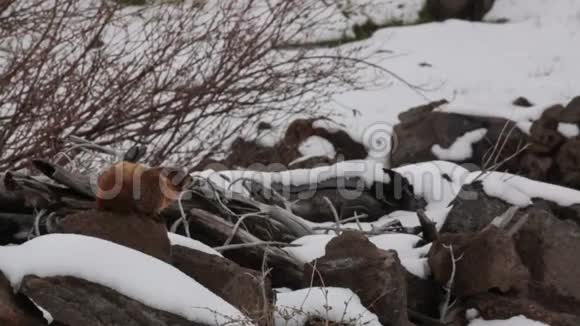雪和风中的土猪视频的预览图