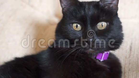 沙发上的黑猫视频的预览图