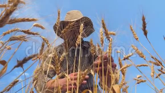 年轻的农艺师在金种植园探索成熟的大麦秸秆男农在麦田里检查麦穗视频的预览图