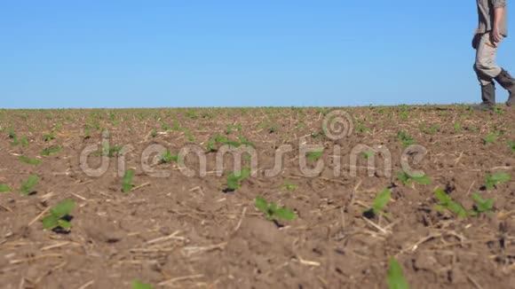 不可辨认的年轻男性农民在夏天穿过他的田野上的小绿芽向日葵概念视频的预览图