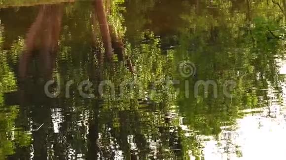 绿湖上的树影视频的预览图