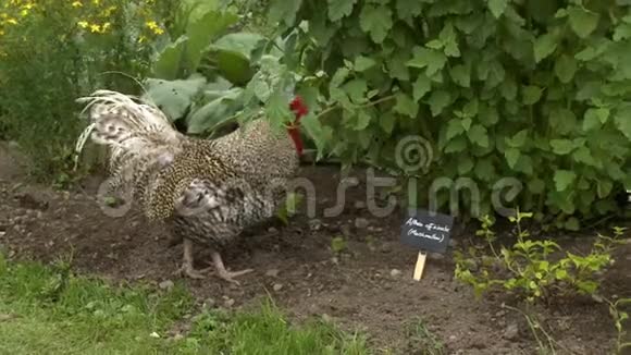 小鸡在花园里散步视频的预览图