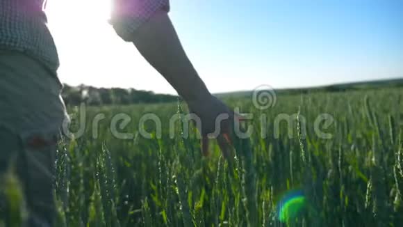 男性农民手中的小麦在种植场上移动背景是阳光年轻的农夫走过视频的预览图