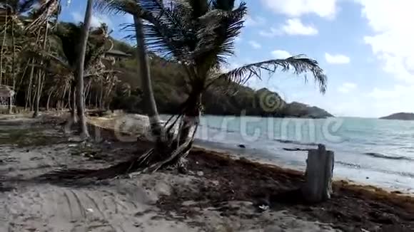 在加勒比海的一个椰子林开车视频的预览图