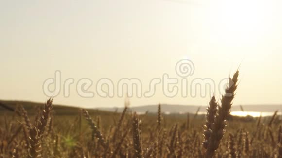 一个农村农民慢慢地穿过麦田上午或晚上视频的预览图