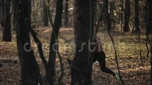 年轻的肌肉运动员赤裸的躯干穿着跑步裤在森林里奔跑在树之间奔跑的速度秋天视频的预览图