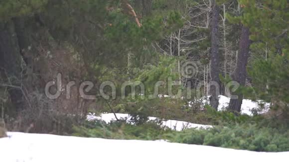 冬季后天然林地面视频的预览图