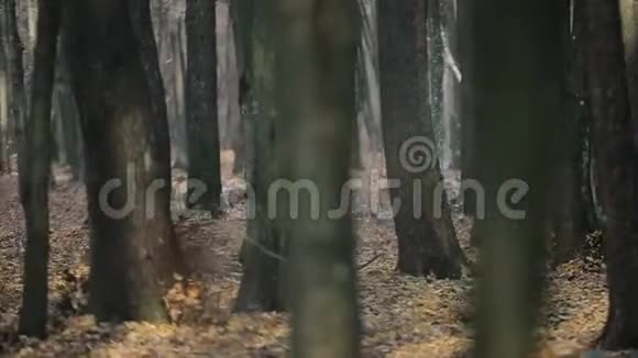 年轻的肌肉运动员赤裸的躯干穿着跑步裤在森林里奔跑在树之间奔跑的速度慢慢视频的预览图