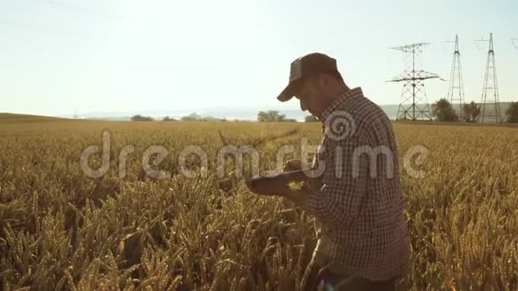 农夫拿着笔记本电脑在田里干活看小麦的生长视频的预览图