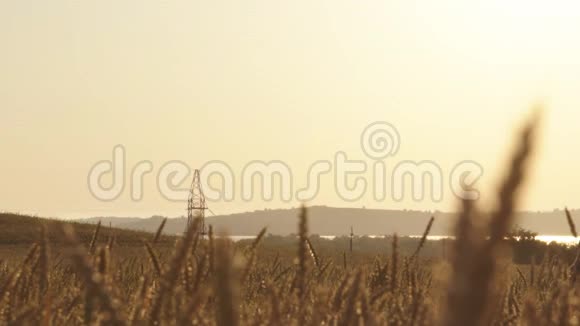 一个农村农民慢慢地穿过麦田上午或晚上视频的预览图