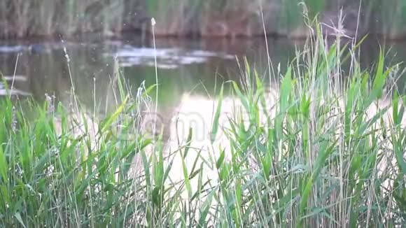 靠近湖泊或河流的芦苇视频的预览图