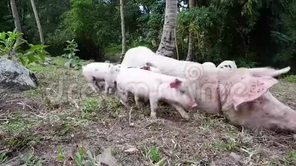 小猪喝妈妈猪奶视频的预览图