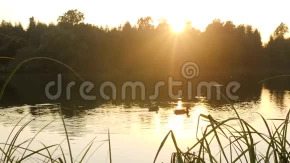 鸭子在池塘里游泳美丽的公园自然与野生鸟类美丽的日落靠近水4K视频的预览图