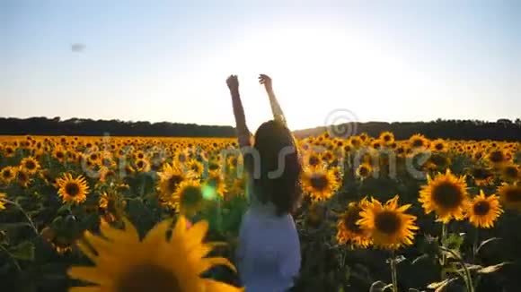 漂亮的女人穿着白色连衣裙日落时带着向日葵穿过田野跟随年轻无忧无虑的女孩视频的预览图