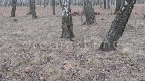 背景一个人沿着森林小径跑正在森林里训练户外的焦点在前景是一棵摇摆的树视频的预览图