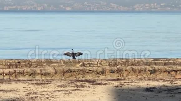 鸟儿在海滩的岸边视频的预览图