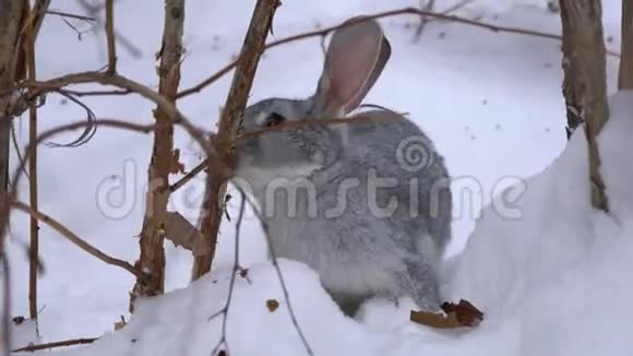 灰兔咬着灌木视频的预览图