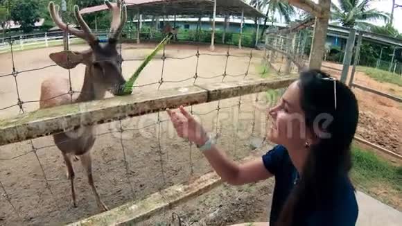 夏天一位女士正在动物园喂鹿视频的预览图