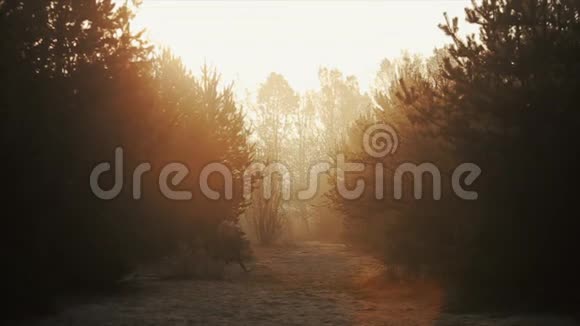 跑步运动员适合肌肉发达的年轻男性跑步者赤裸的躯干在森林里迎着黎明日出冲刺视频的预览图