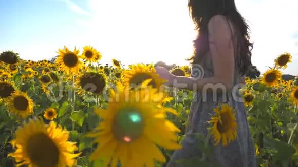 一个面目全非的女孩走在黄色的向日葵地上抚摸着花朵年轻漂亮的女人视频的预览图