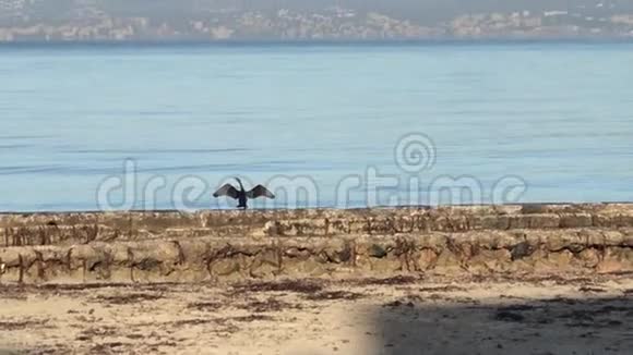 鸟儿在海滩的岸边视频的预览图