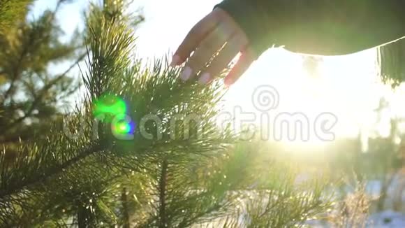 女孩在阳光下触摸圣诞树的一根树枝视频中包含了噪音视频的预览图