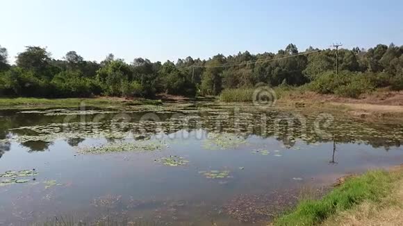 卡鲁拉森林百合湖景观视频的预览图