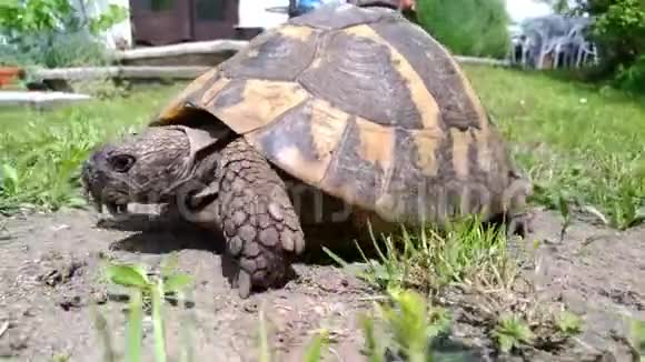 乌龟在花园里散步视频的预览图