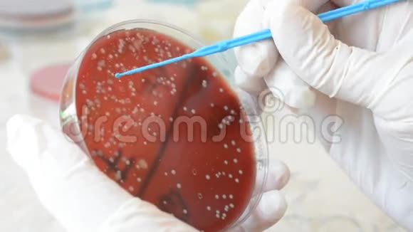 实验室医生用无菌手套用接种环分离大肠杆菌视频的预览图