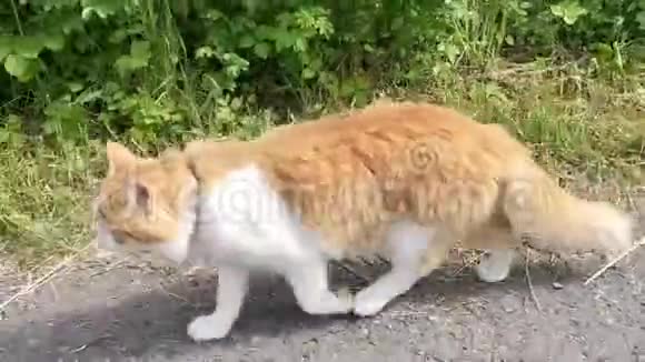 猫在路上行走视频的预览图