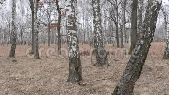 背景一个人沿着森林小径跑正在森林里训练户外的焦点在前景是一棵摇摆的树视频的预览图