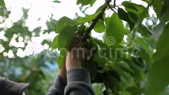 在果园里采摘樱桃视频的预览图