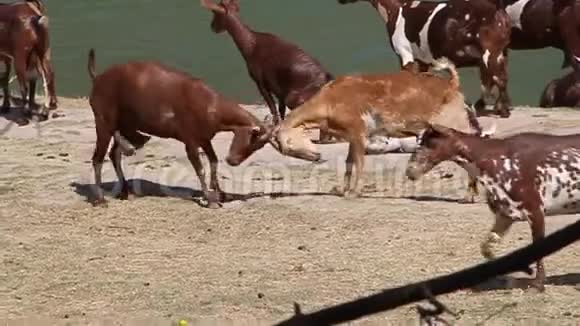 在瓦迪达巴特打山羊视频的预览图