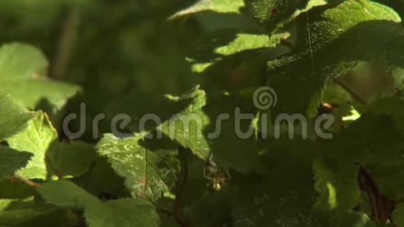 蜘蛛缠绕昆虫视频的预览图