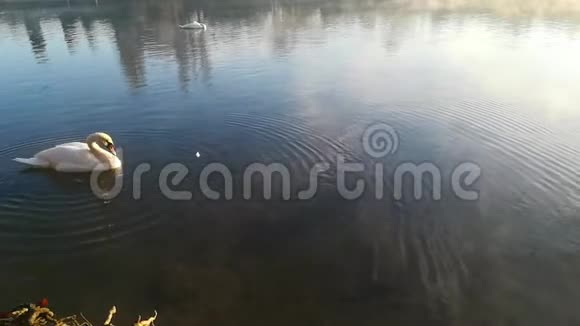 水面上的一只天鹅视频的预览图