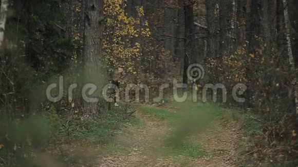 年轻的肌肉男赤裸的躯干在初秋森林的小径上奔跑跑步运动员冲刺视频的预览图