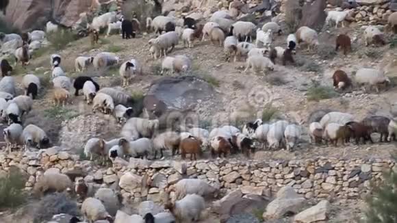 瓦迪达纳峡谷的山羊群视频的预览图