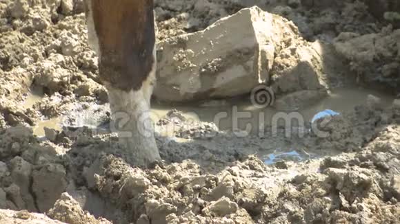 牛脚在泥里视频的预览图