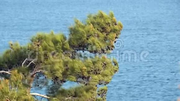 松树后面的海景视频的预览图