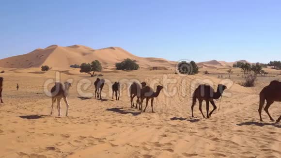 骆驼正在穿过沙漠背景是非洲摩洛哥的ErgChebbi沙漠中的高沙丘视频的预览图