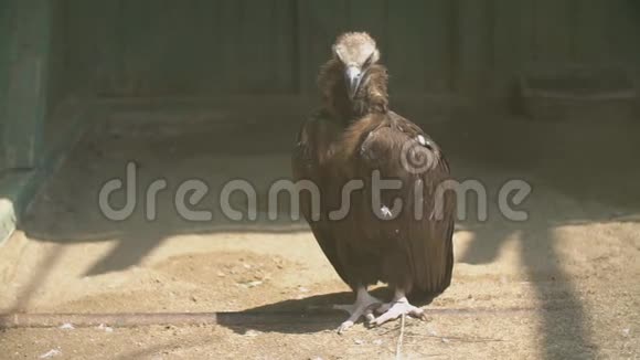 秃鹫站在地上视频的预览图